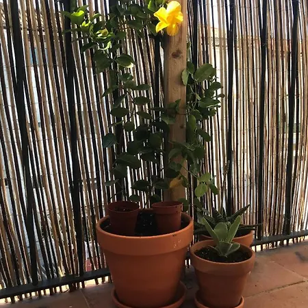 Elsa バレンシア