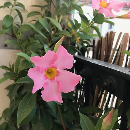 Elsa Διαμέρισμα *